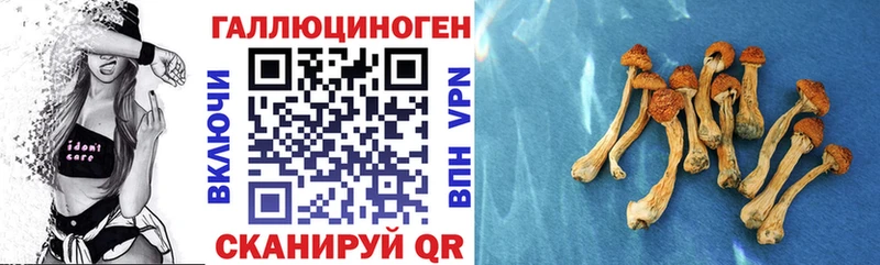 Псилоцибиновые грибы Cubensis цена наркотик сайты даркнета Telegram Калуга
